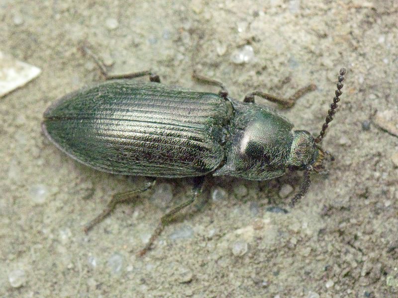 Selatosomus gravidus (Germar, 1843)